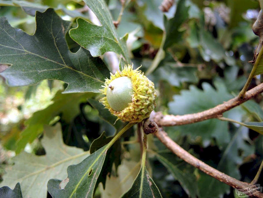 Дуб крупноплодный желуди