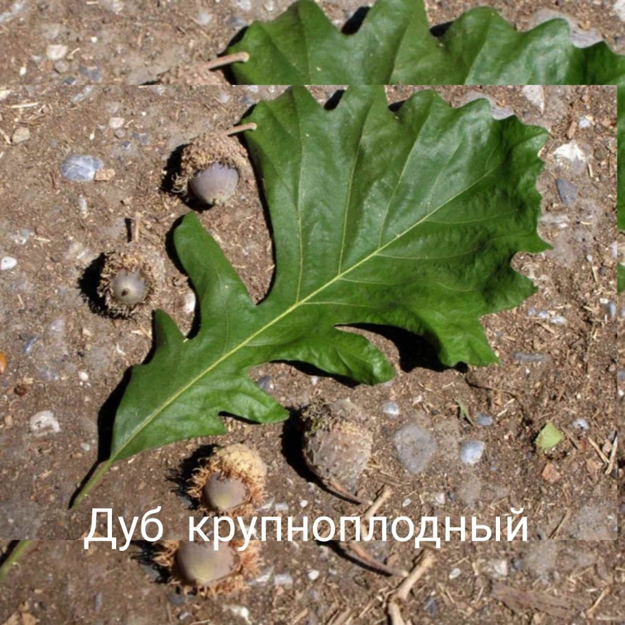Дуб крупноплодный зимостойкость