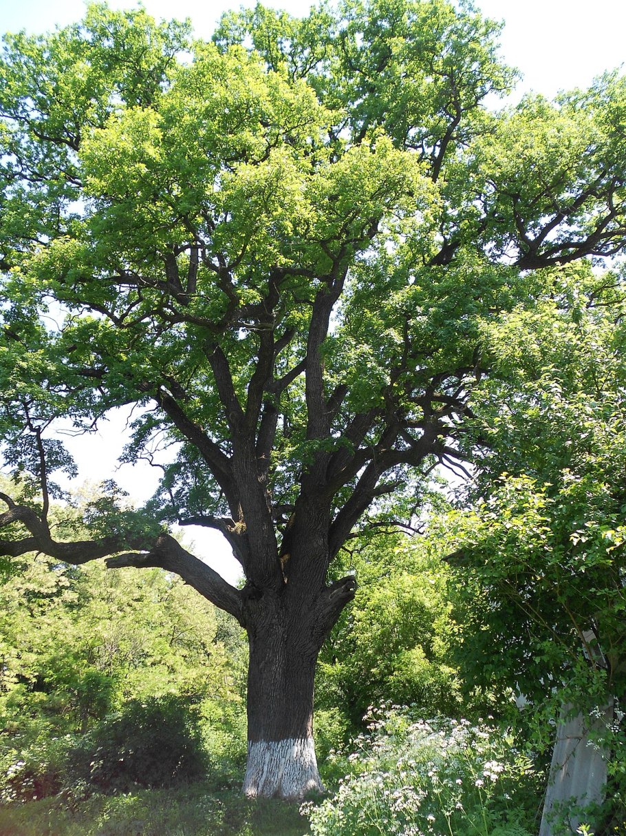 Дуб Испир (Quercus macranthera)