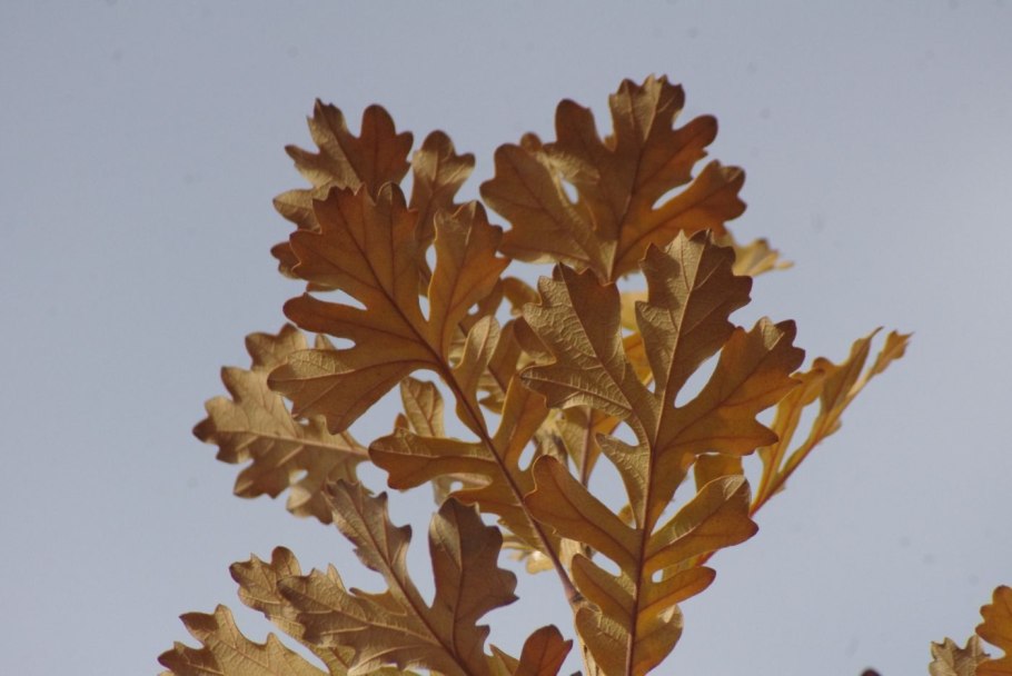 Quercus Robur 'Atropurpurea'