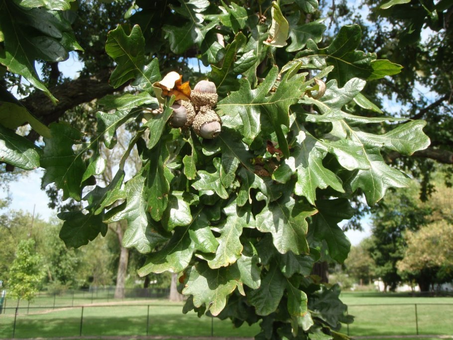 Quercus cerris турецкий дуб