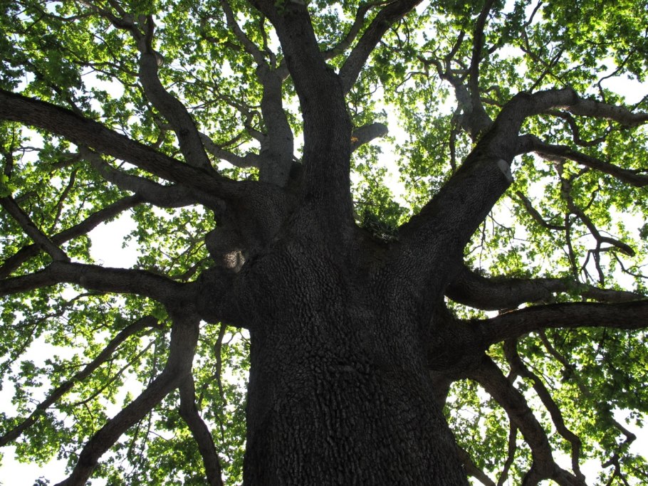 Дуб черешчатый крона