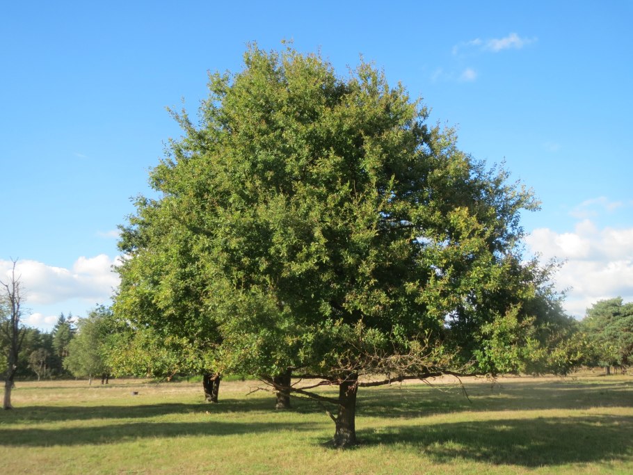 Quercus robur