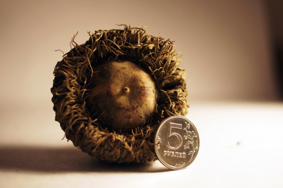 Дуб черешчатый (Quercus Robur l.) с 12 стволами.