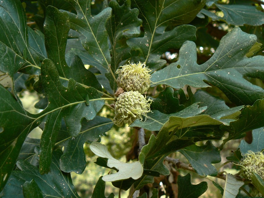 Quercus macrocarpa