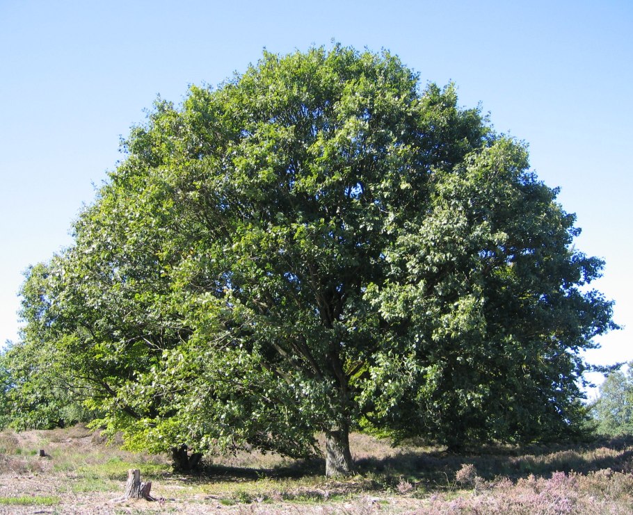 Кряжистое дерево