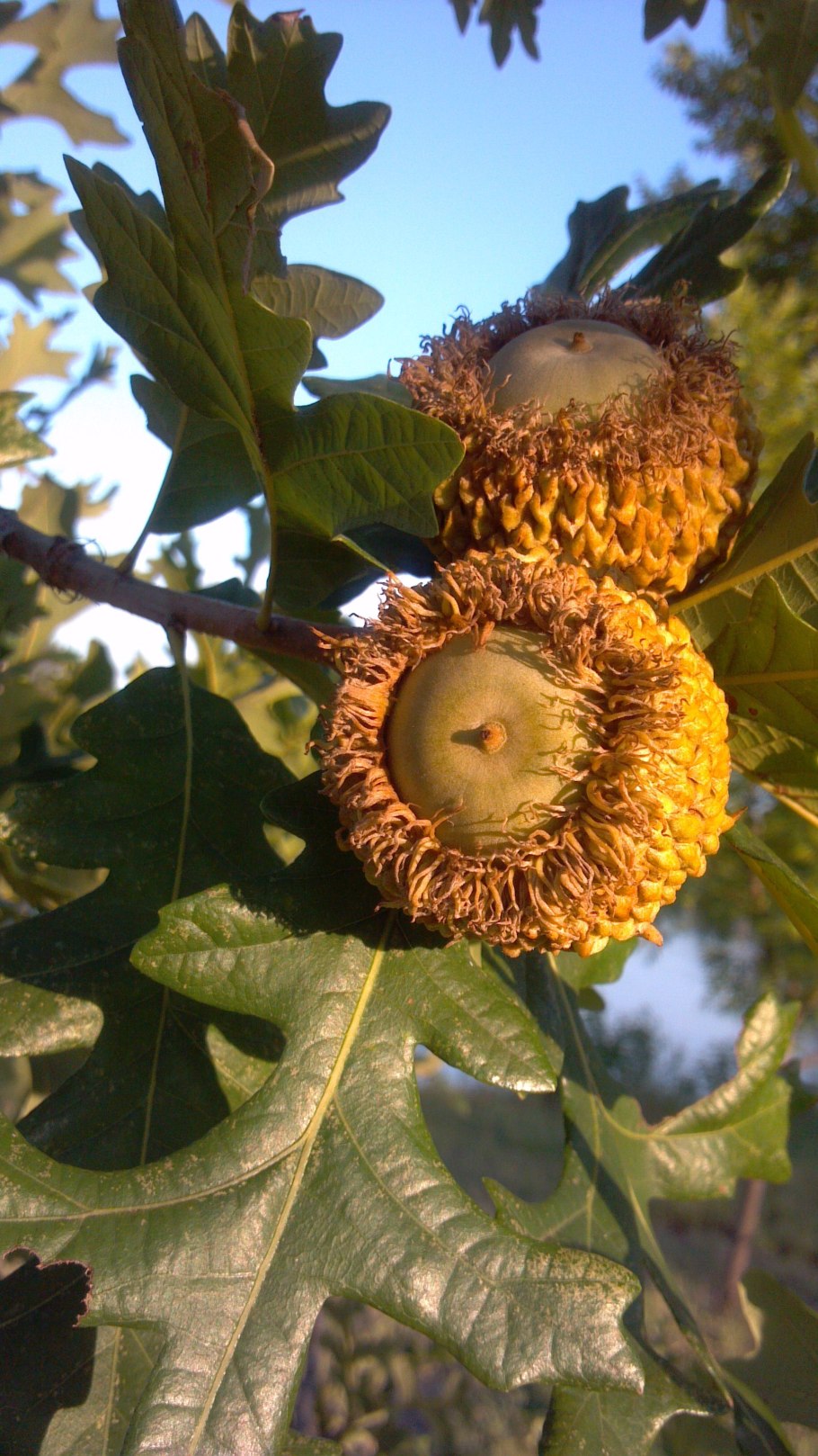 Дуб дуб крупноплодный