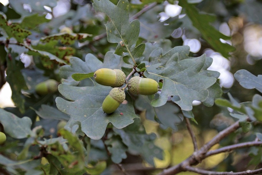 Quercus acutissima желуди