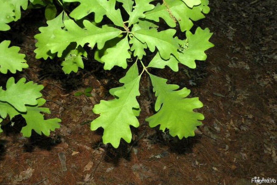 Дуб черешчатый крупномер