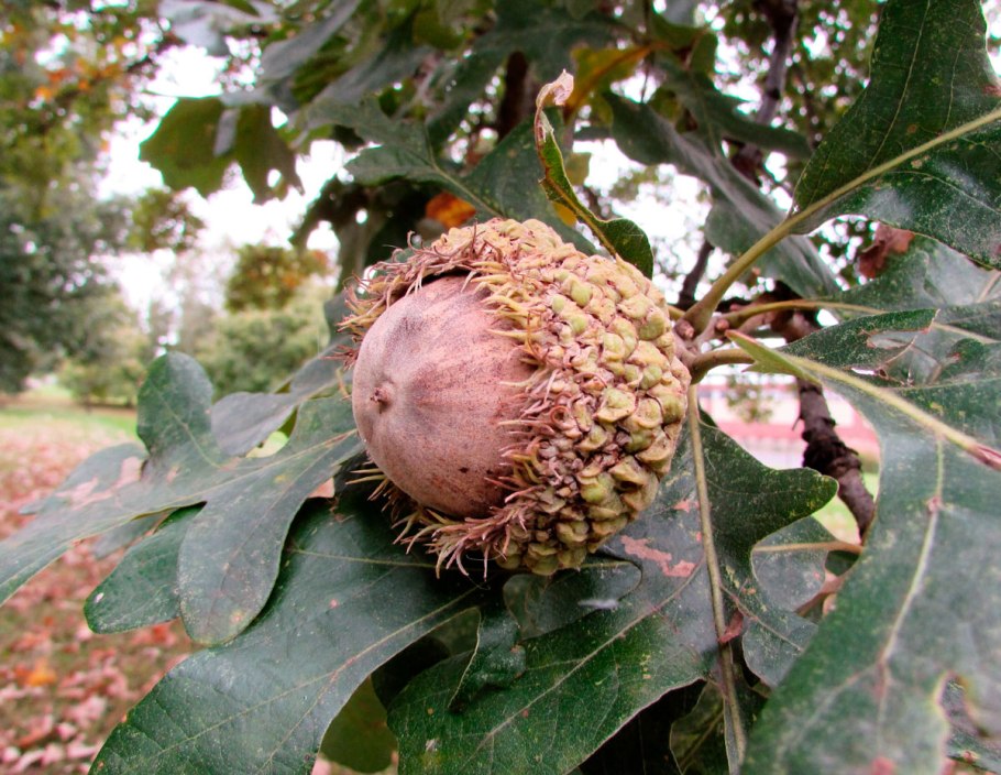 Дуб крупноплодный желуди