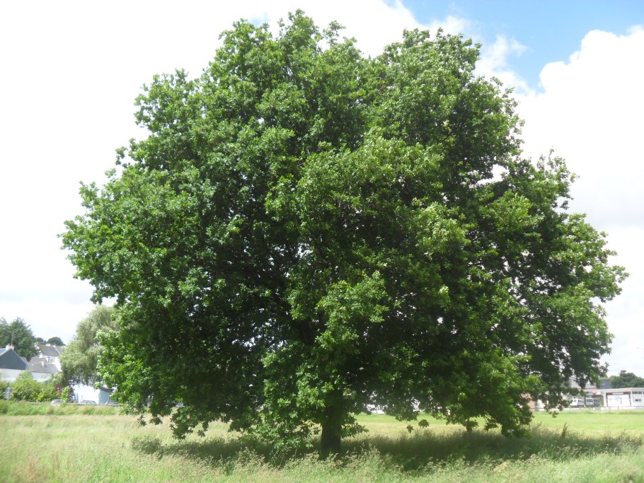 Дуб черешчатый quercus robur