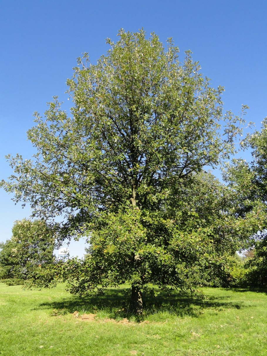 Quercus macrocarpa