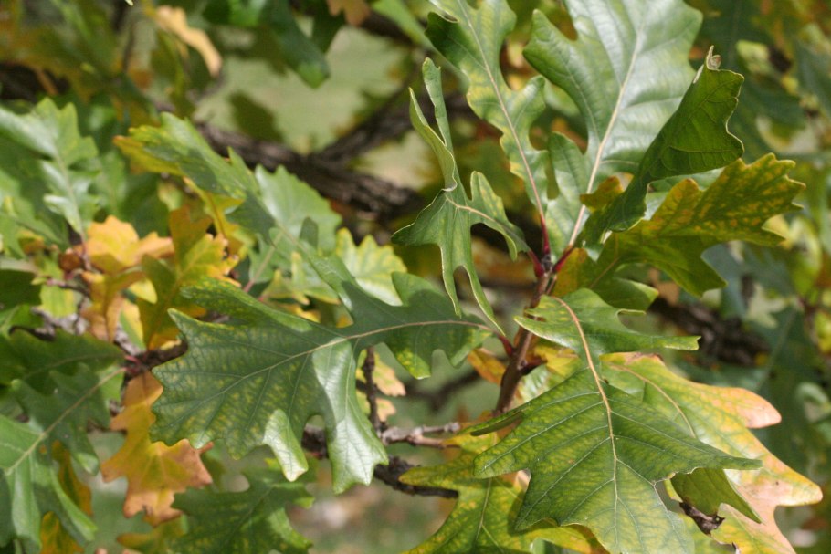 Клиновидный дуб