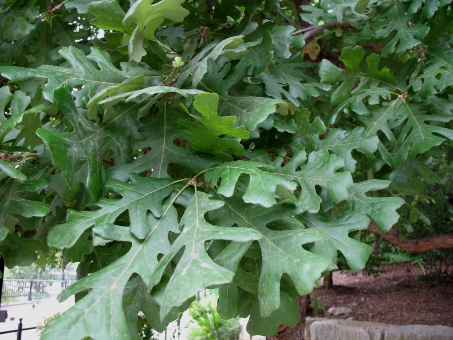 Quercus macrocarpa