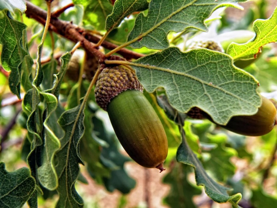 Гигантский Желудь