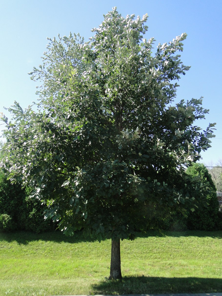 Молодой Желудь