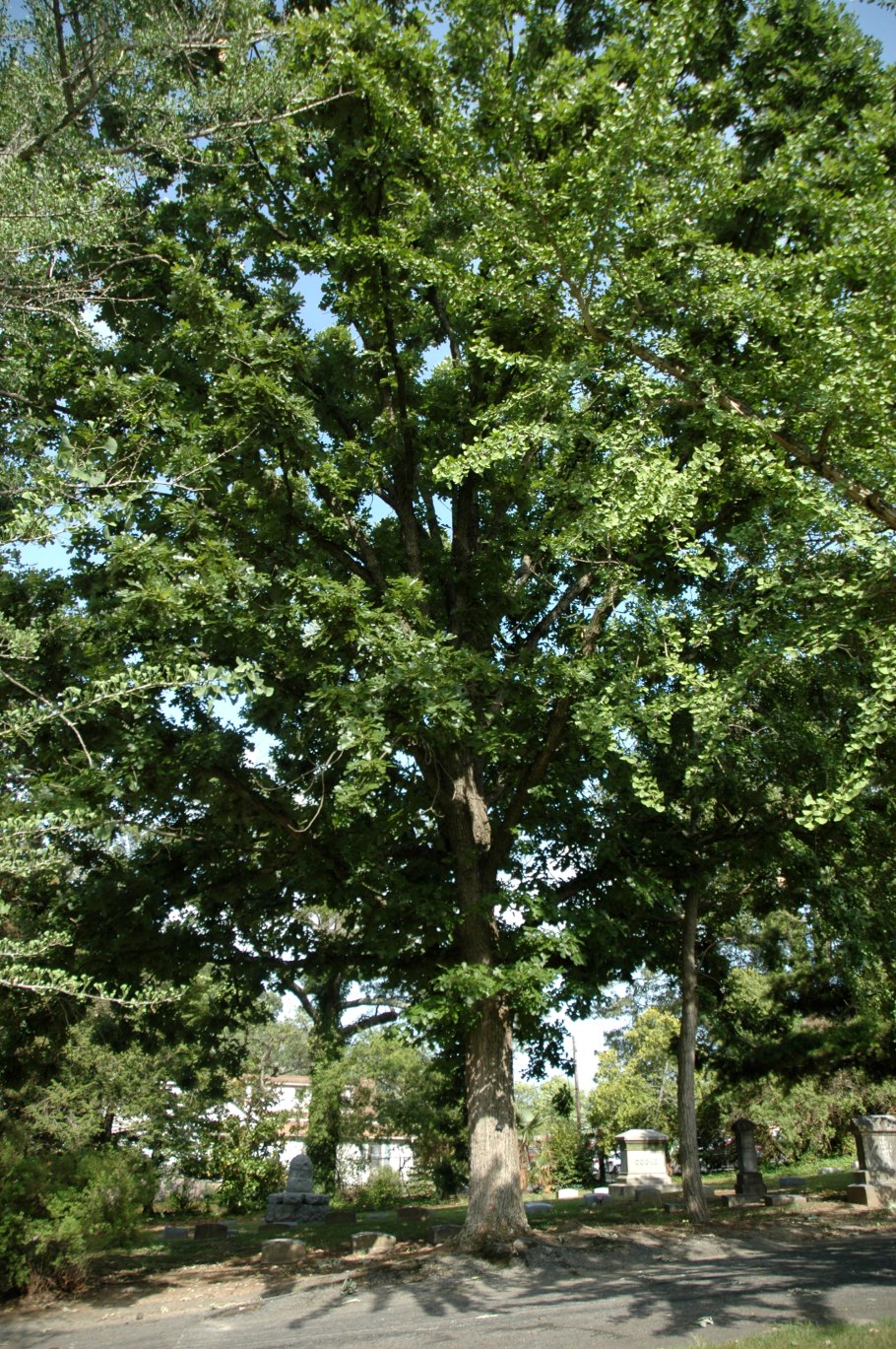 Quercus macrocarpa