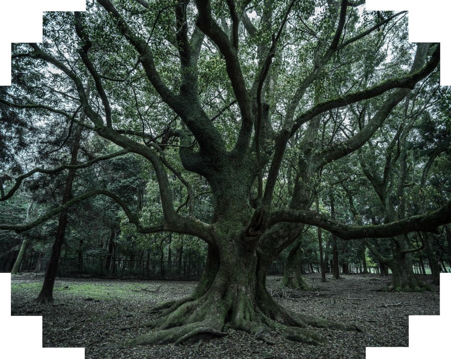 Гибриды дуба крупноплодного