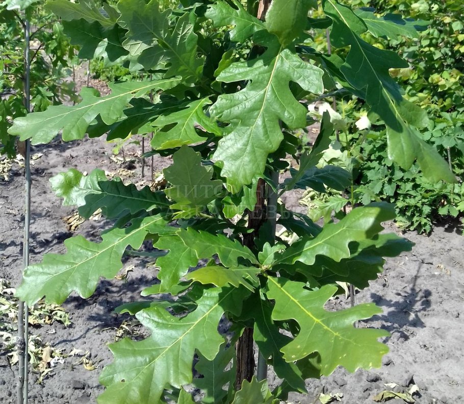 Мандаринки желуди фото и описание