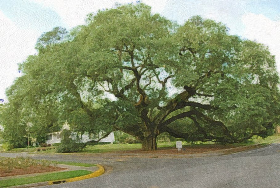 Quercus castaneifolia