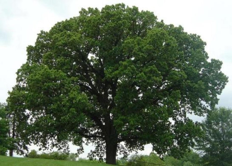 Что растет на дубе