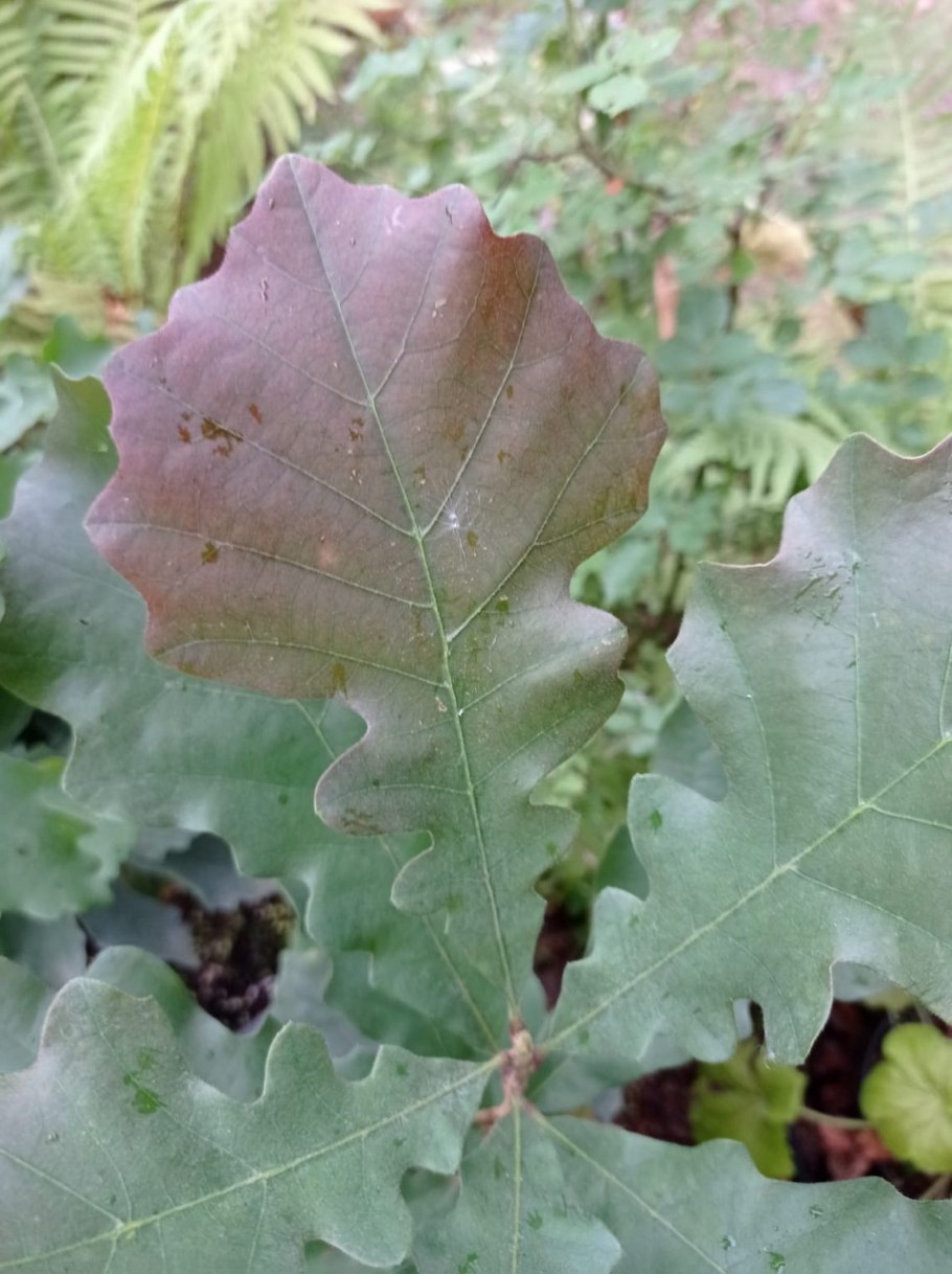 Дуб крупнопыльниковый