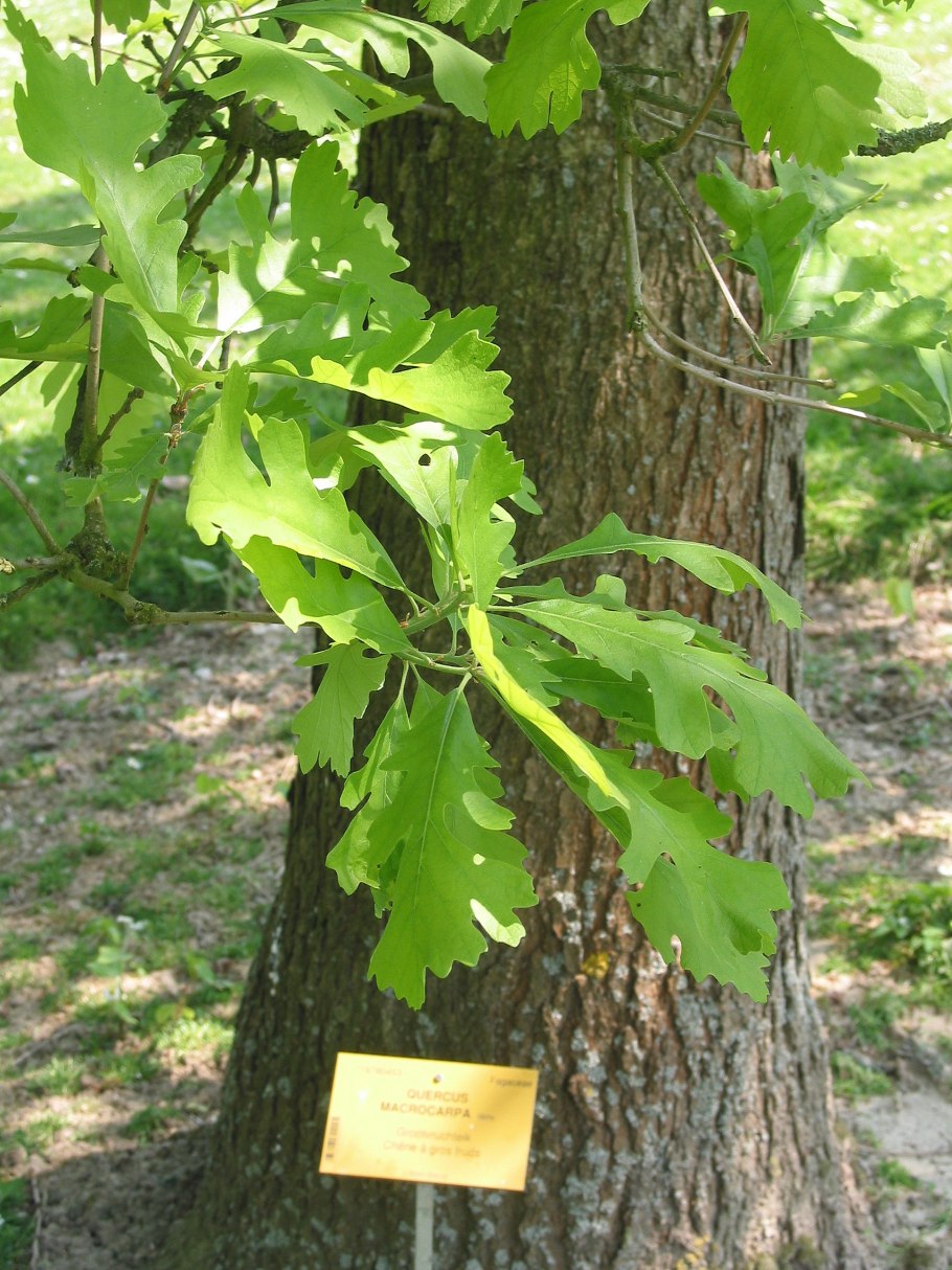 Quercus macrocarpa осенью