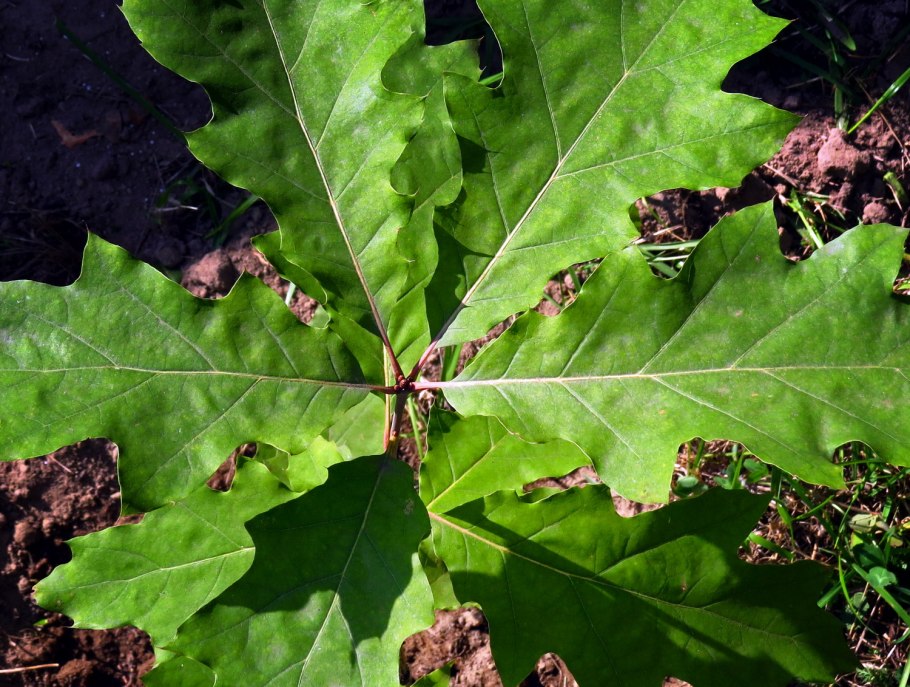 Дуб красный quercus rubra
