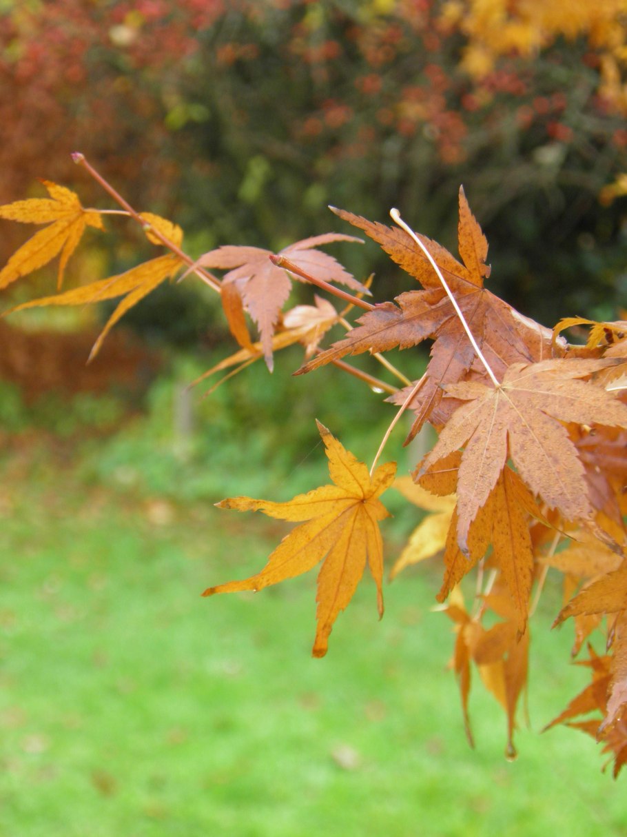 Клен дланевидный palmatum