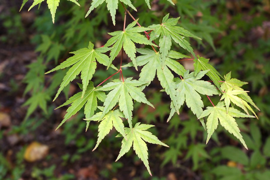 Клен дланевидный