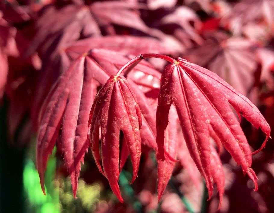 Японский клен Acer palmatum