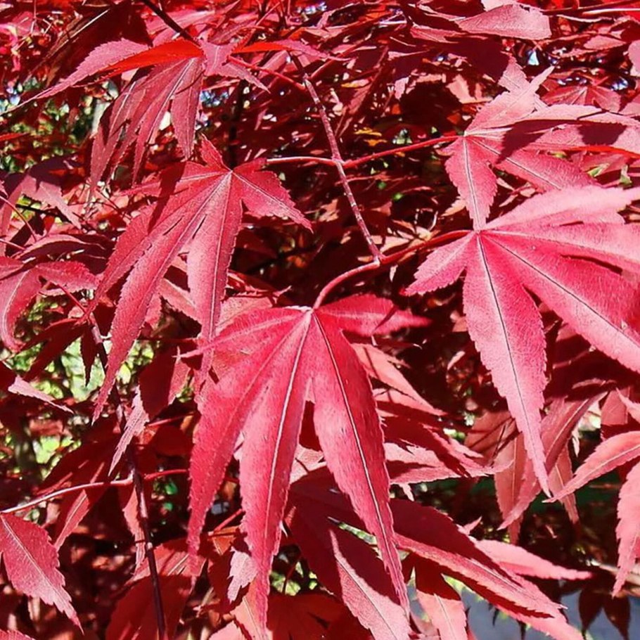 Клён веерный Кацура Acer palmatum Katsura