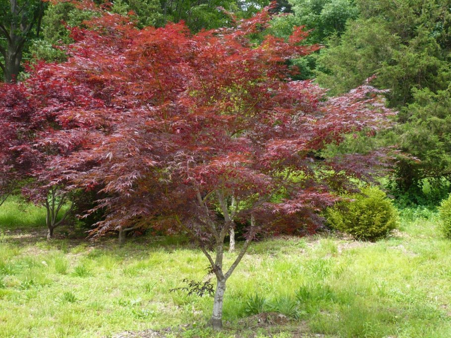 Acer palmatum atropurpureum