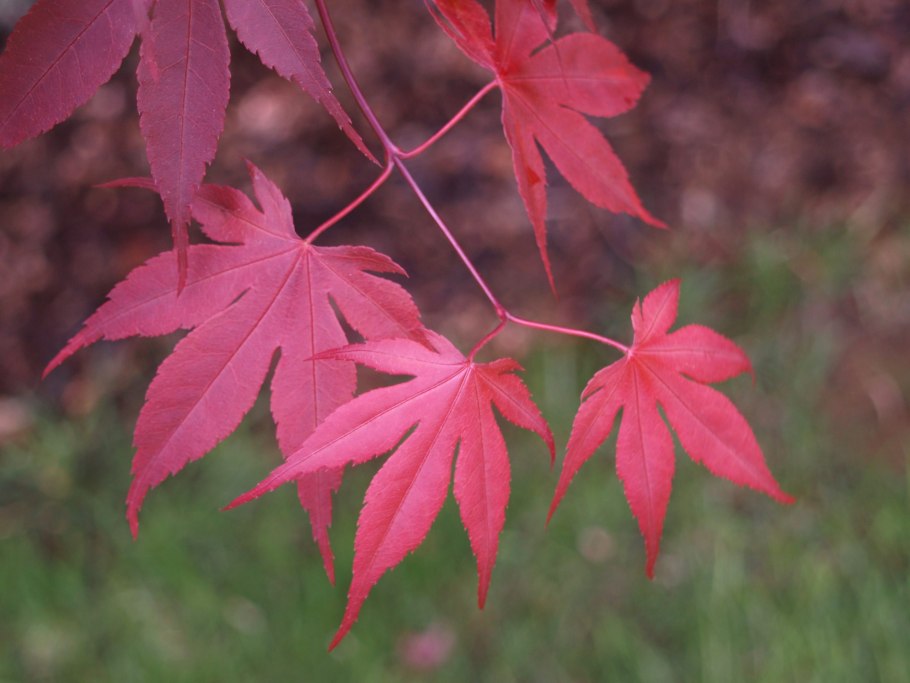 Клен дланевидный palmatum