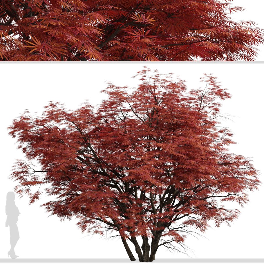 Осака дерево или кустарник