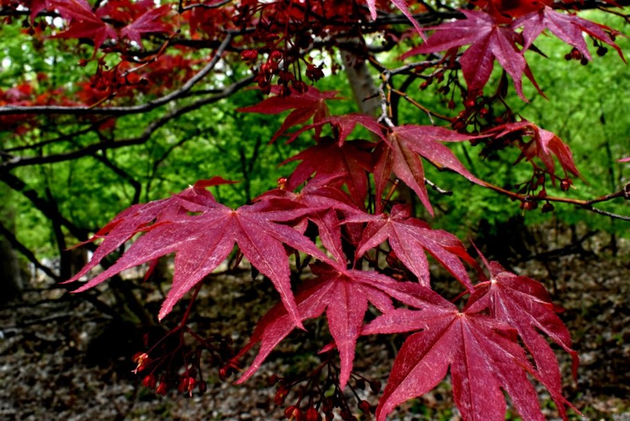 Клен Acer palmatum Atropurpureum