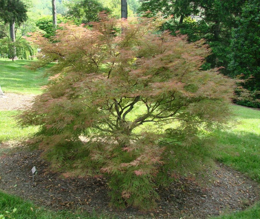 Клен Осаказуки