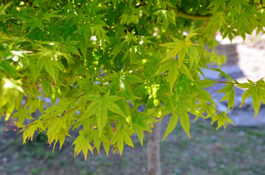Acer platanoides drummondii