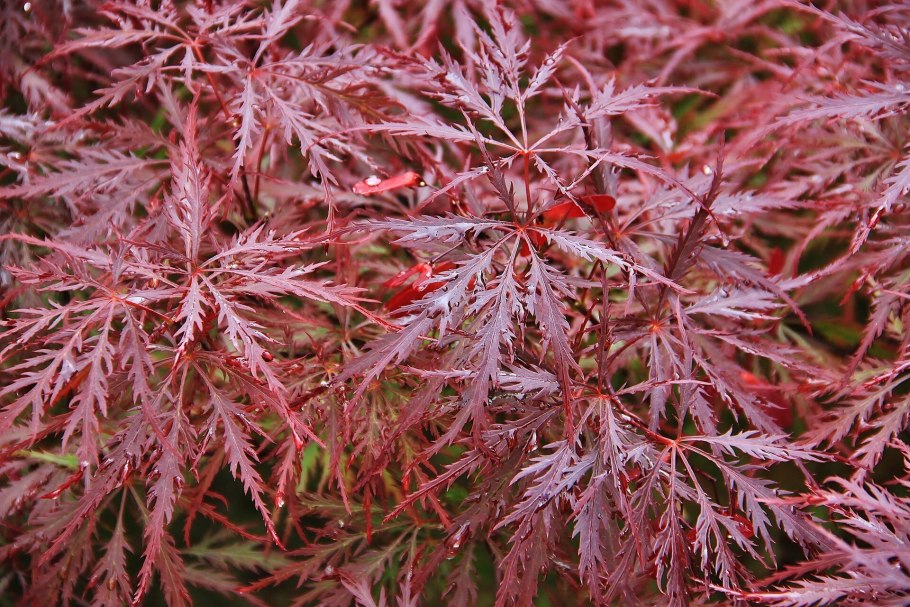 Клен дланевидный сорта