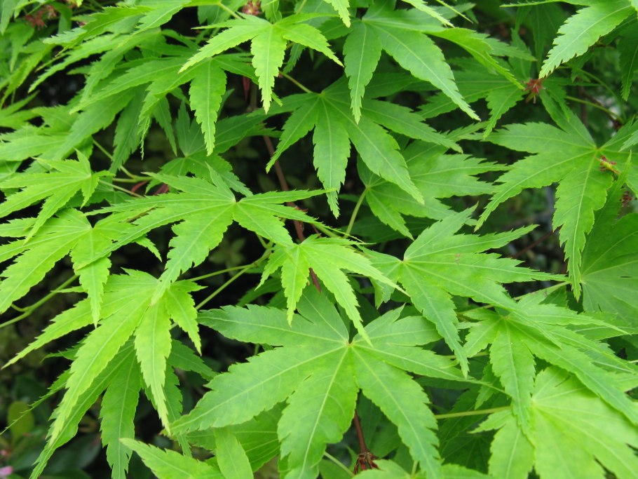 Дланевидный клен