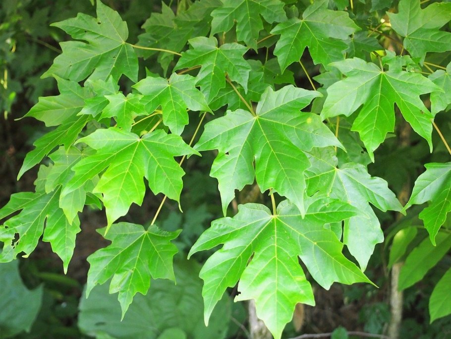 Клён дланевидныйвеерный "Acer palmatum"