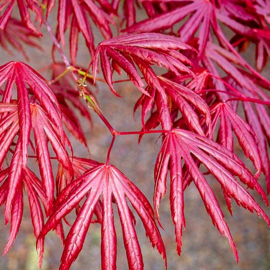 Клен Acer palmatum Atropurpureum