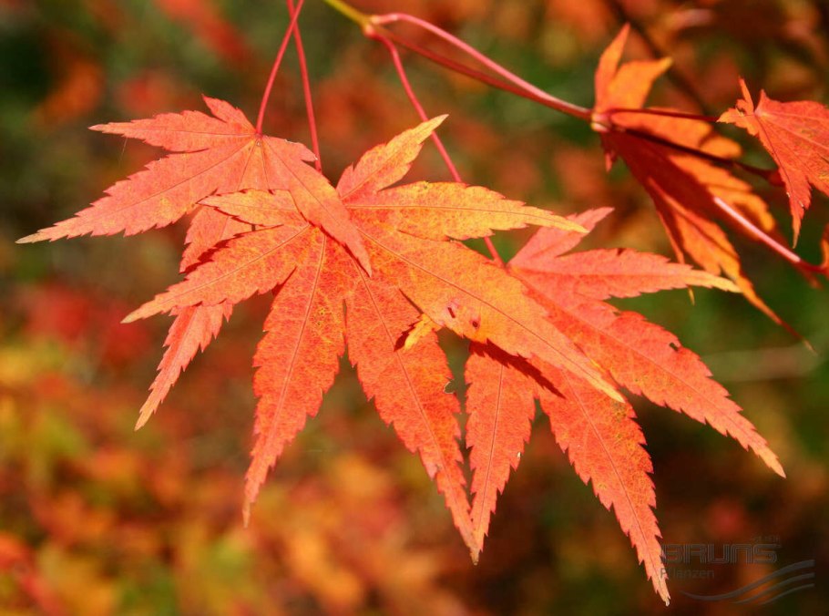 Клен Acer palmatum Atropurpureum