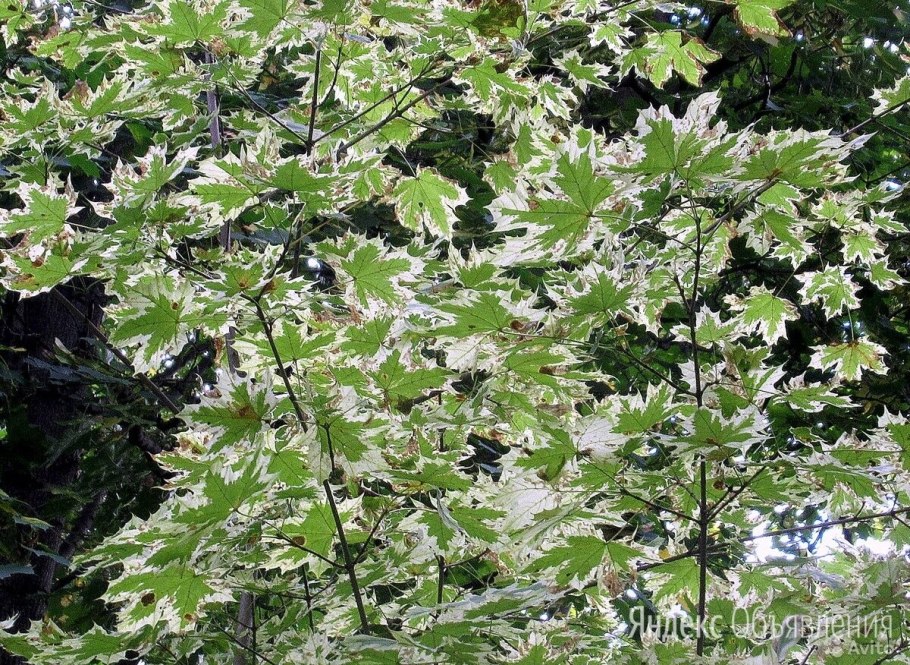 Клен дланевидный/веерный (Acer palmatum Beni-Maiko) p9