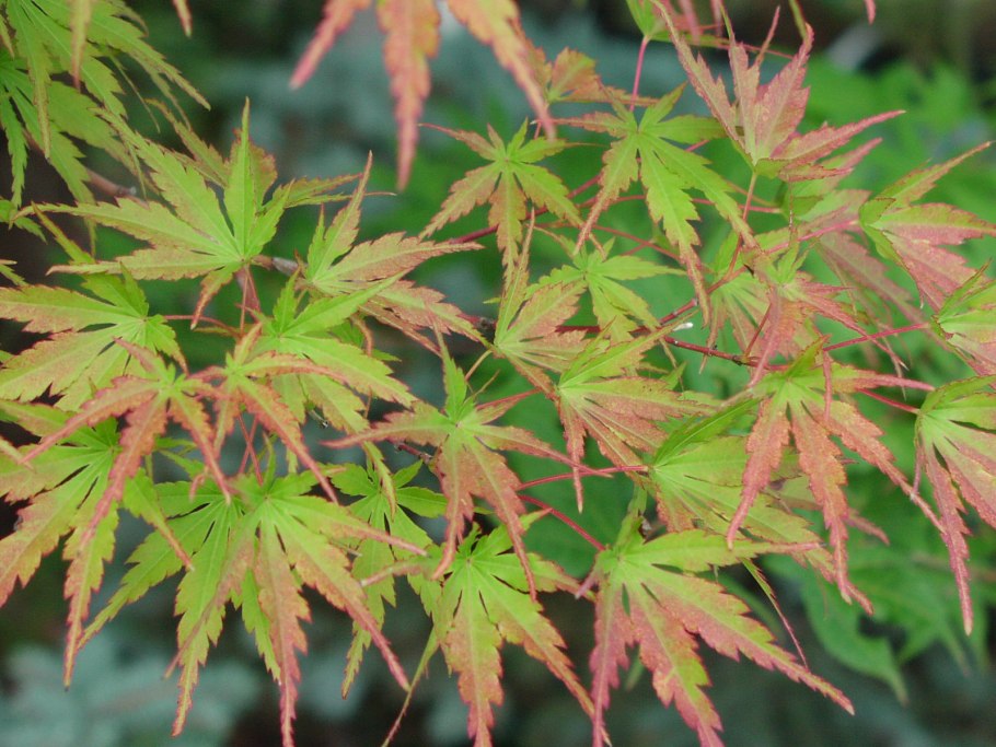 Японский клен Acer palmatum