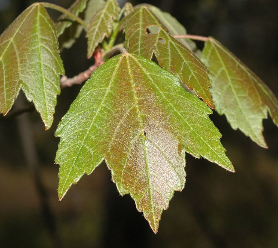 Клен дланевидный Пальматум