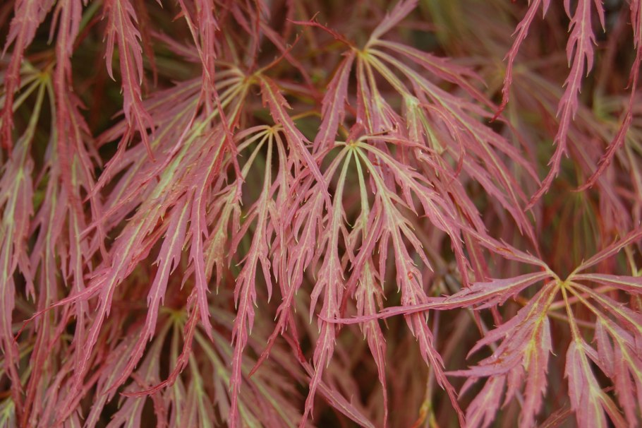 Клен Acer palmatum
