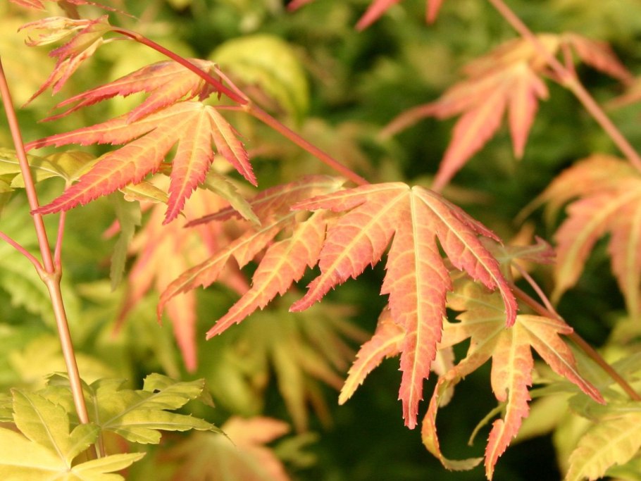 Клен остролистный Cleveland