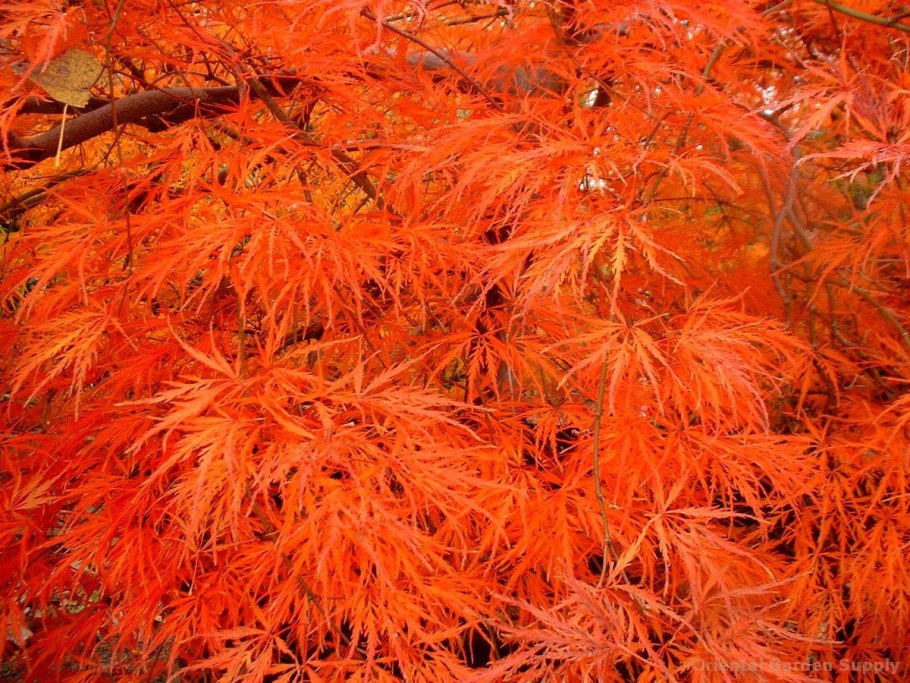 Клен дланевидный