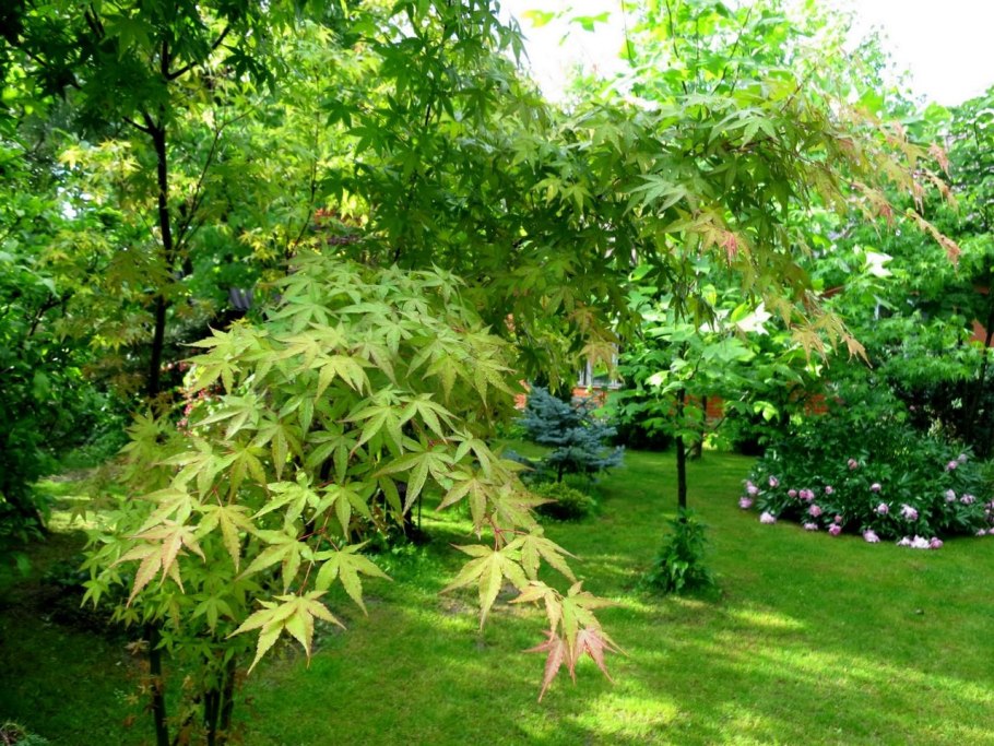 Клен Acer palmatum